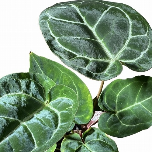 その他観葉植物 / 種類・用途,植物,観葉植物｜芳樹園オンラインショップ