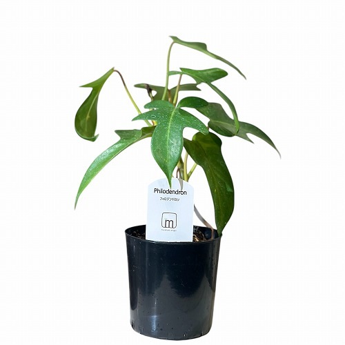 フィロデンドロン フロリダ 3号｜芳樹園オンラインショップ
