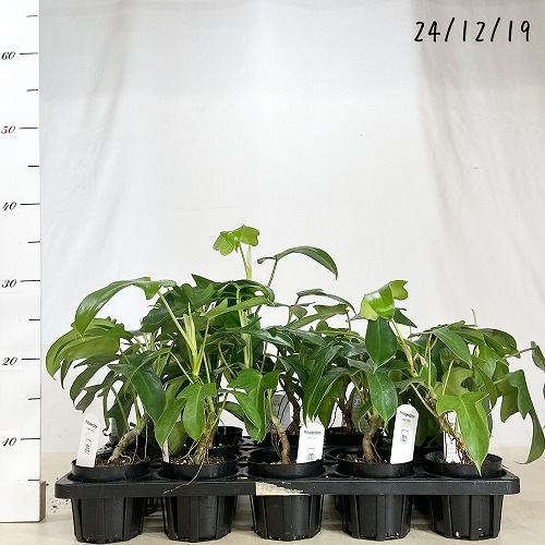 フィロデンドロン フロリダ 3号｜芳樹園オンラインショップ
