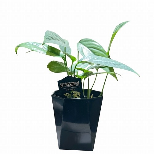ハブカズラ セブブルー 3.5号 ｜芳樹園オンラインショップ