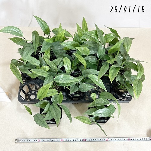 かっこいい　ハブカズラ　3.5号 ハブカズラ セブブルー 3.5号 ｜芳樹園オンラインショップ