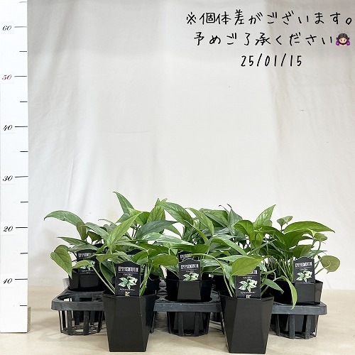 かっこいい　ハブカズラ　3.5号 ハブカズラ セブブルー 3.5号 ｜芳樹園オンラインショップ