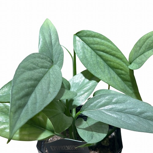 ハブカズラ セブブルー 3.5号 ｜芳樹園オンラインショップ