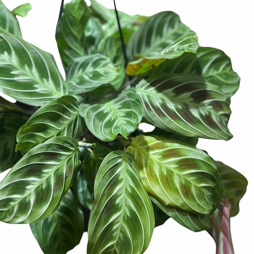 マランタ キャットマスターシュ 5号吊り鉢｜芳樹園オンラインショップ