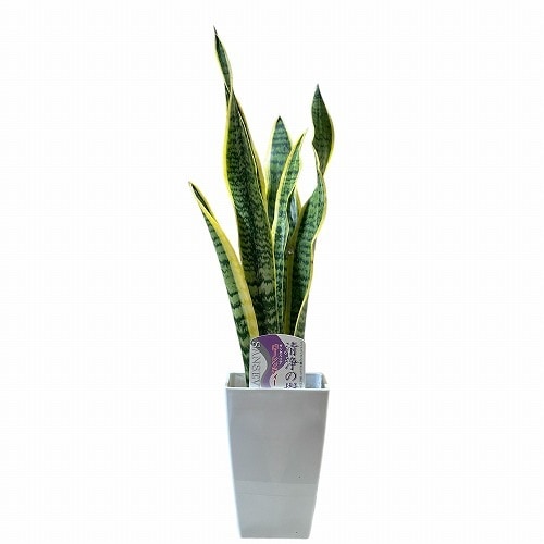 種類・用途,植物｜芳樹園オンラインショップ