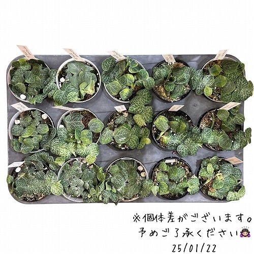 ラフィドフォラ クリプタンサ 2.5号 ｜芳樹園オンラインショップ
