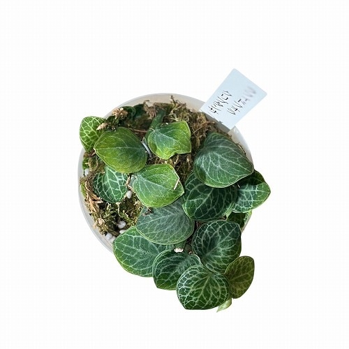 ラフィドフォラ クリプタンサ 2.5号 ｜芳樹園オンラインショップ