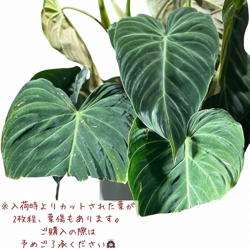 フィロデンドロン ベルコーサム(ベルコサム/ベルコスム) 5号｜芳樹園