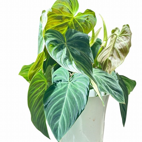 フィロデンドロン ベルコーサム(ベルコサム/ベルコスム) 5号｜芳樹園