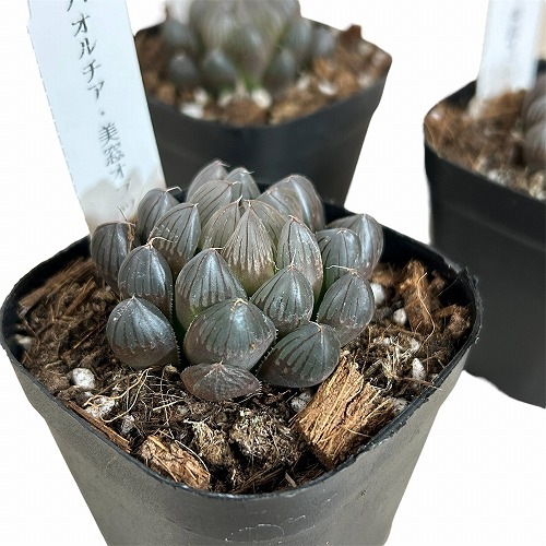 ハオルチア オブツーサ(美窓) 3号｜芳樹園オンラインショップ