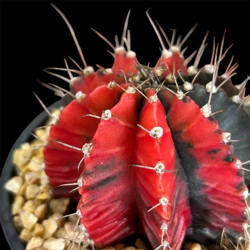 サボテン ギムノカリキウム バリエガータ 3.5号｜芳樹園オンラインショップ