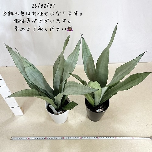 【お得‼️】 サンセベリア❗️ムーンシャイン❗️⑤本SET❗️ サンスベリア ムーンシャイン 5号｜芳樹園オンラインショップ