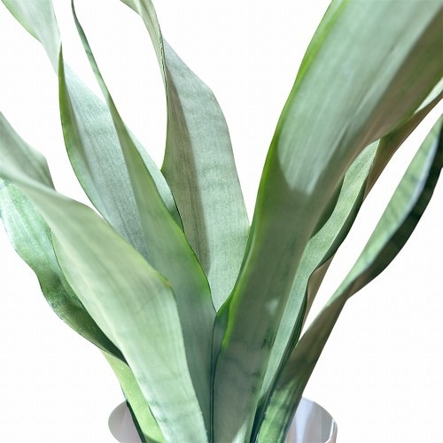 サンスベリア ムーンシャイン 5号｜芳樹園オンラインショップ