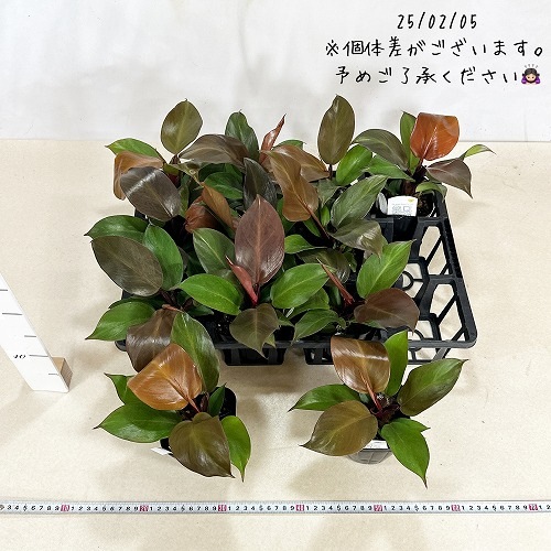 31 フィロデンドロン レッドムーン イエローフレーム 花宇宙より仕入れ