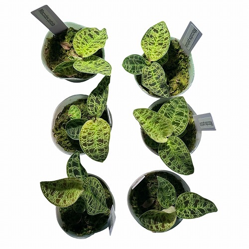 ジュエルオーキッド マコデス ペトラ 2号【販売登録確認株】｜芳樹園