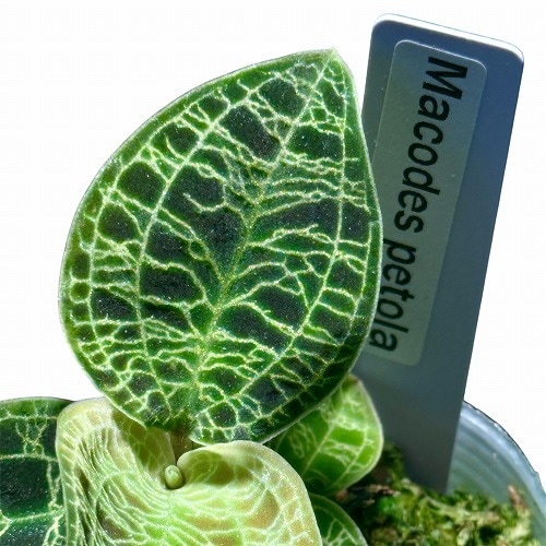 ジュエルオーキッド　マコデス　ペトラ ジュエルオーキッド『マコデス・ペトラ』 | Planet Plants プラネット