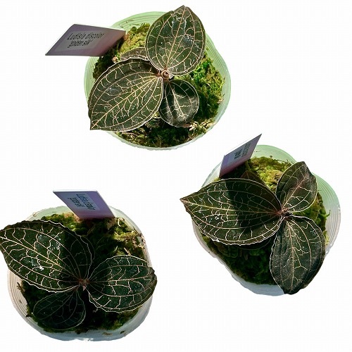 ひ*ん様 ジュエルオーキッド　ルディシアディスカラー　黄桜 初心者向けジュエルオーキッド】ルディシアディスカラーの育て方