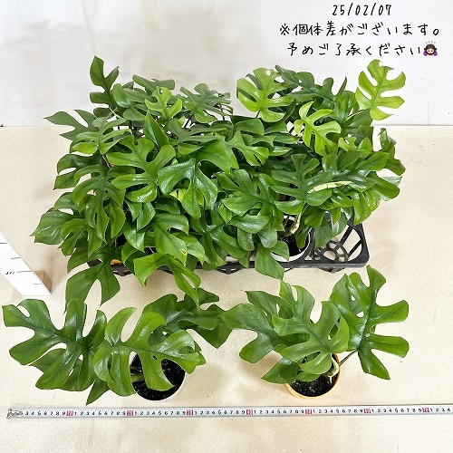 まりもの手様☆お盆セール☆【親株】ラフィドフォラ テトラスペルマ ヒメモンステラ(ラフィドフォラ テトラスペルマ) 3.5号ポット