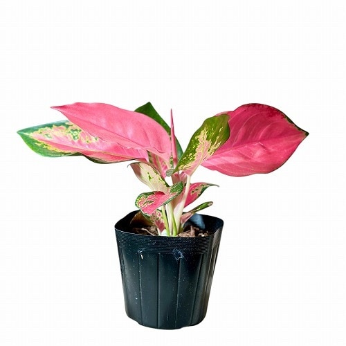 アグラオネマ チャイナレッド 3.5号｜芳樹園オンラインショップ