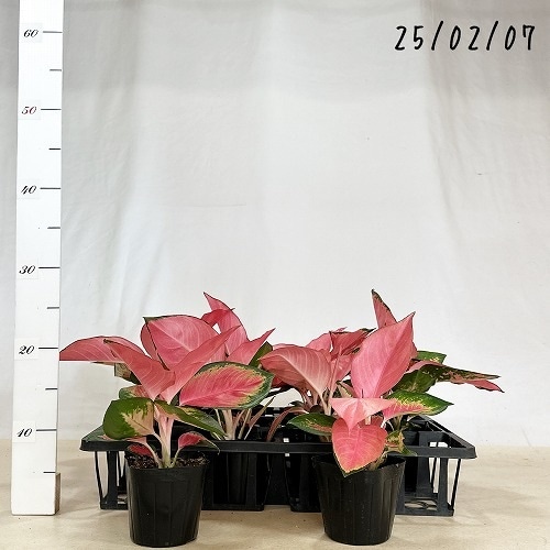 アグラオネマ チャイナレッド 3.5号｜芳樹園オンラインショップ