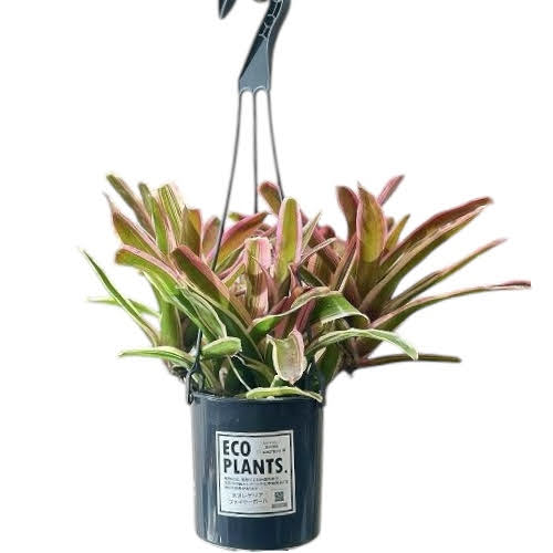 現品】ネオレゲリア/ネオゲリア・ファイヤーボール 5号 白鉢 吊り下げ