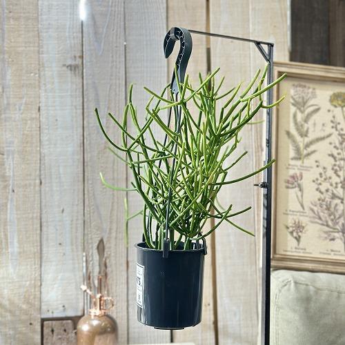 ミルクブッシュ 4号吊り鉢(底穴なし) ECO PLANTS(個体おまかせ1鉢