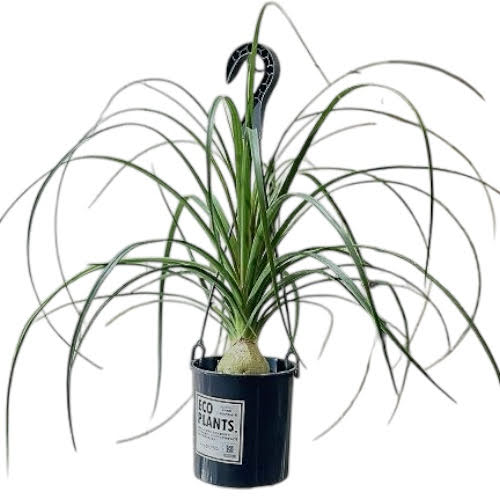 トックリラン 4号吊り鉢(底穴なし) ECO PLANTS(個体おまかせ1鉢