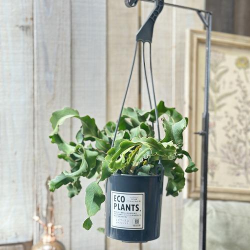 エピフィルム ガテマレンシス(エピフィラム グアテマレンシアス) 4号