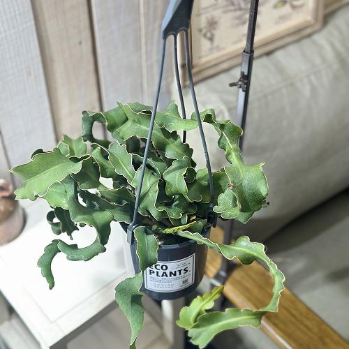 エピフィルム ガテマレンシス(エピフィラム グアテマレンシアス) 4号