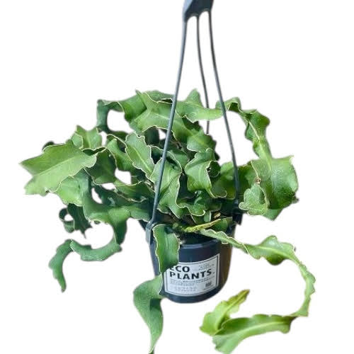 エピフィルム ガテマレンシス(エピフィラム グアテマレンシアス) 4号