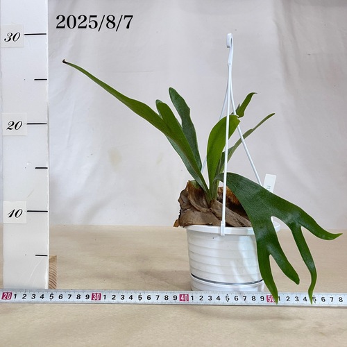 コウモリラン sp. 4号吊り鉢(現品)｜芳樹園オンラインショップ