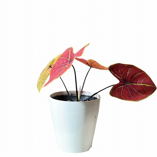 ボリューム少なめ】カラジウム ニューウェーブ 4号｜芳樹園オンライン