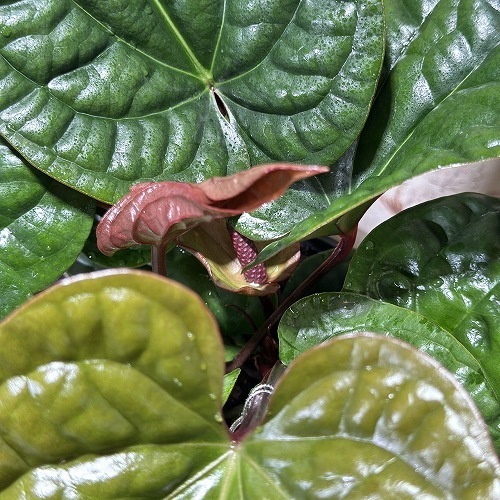 アンスリウム ハイブリッド(ルクリアンス × ラディカンス) 5号白鉢