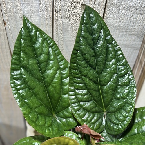 アンスリウム ハイブリッド(ルクリアンス × ラディカンス) 5号白鉢