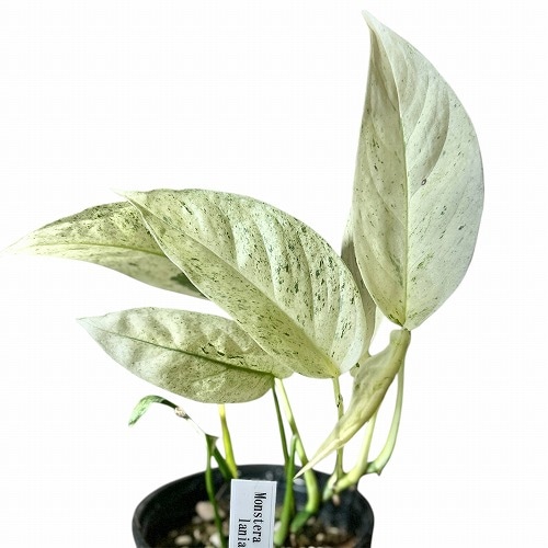 バリエガータ Monstera・マドカズラ 鉢、登り棒付属 モンステラ