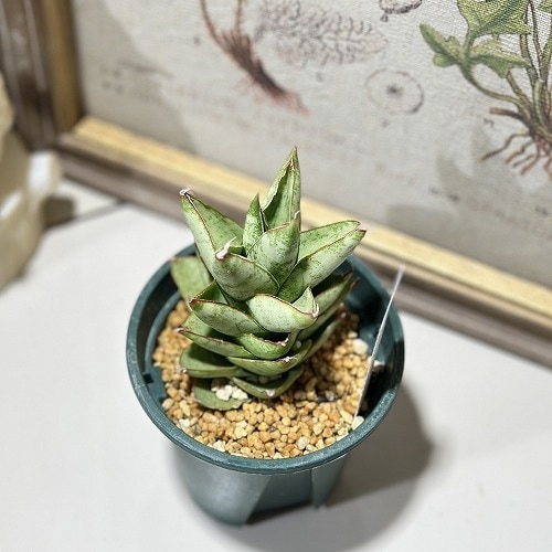 サンセベリア(サンスベリア) パゴダ 2.5号｜芳樹園オンラインショップ