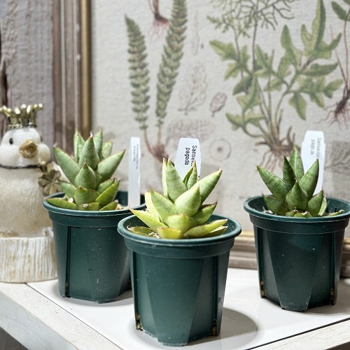 サンセベリア(サンスベリア) パゴダ 2.5号｜芳樹園オンラインショップ