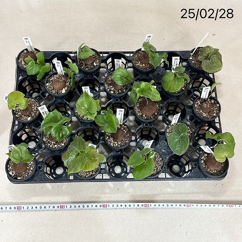 アフリカ亀甲竜 2.5号硬質ポット※現在落葉中｜芳樹園オンラインショップ