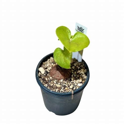 アフリカ亀甲竜 2.5号硬質ポット※現在落葉中｜芳樹園オンライン
