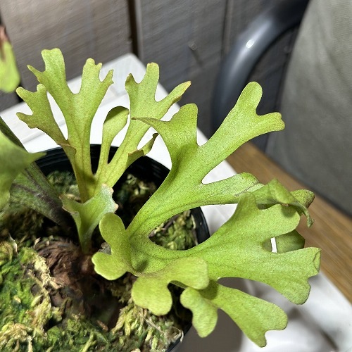 葉傷みあり】コウモリラン(ビカクシダ) リドレイ(リドレー) 3号硬質黒