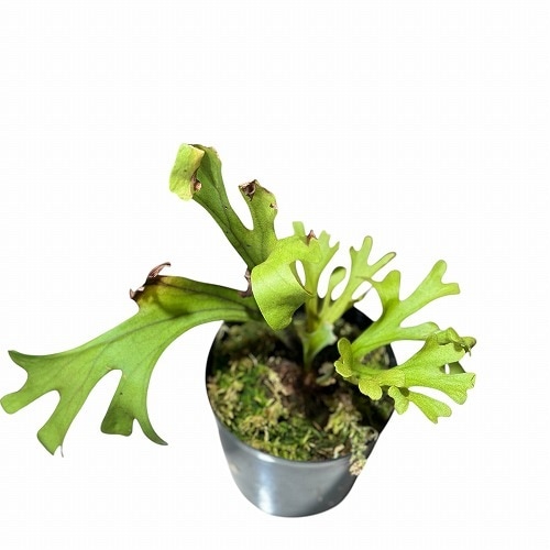 ビカクシダ リドレイ　板付③ 楽天市場】『ビカクシダ（コウモリラン）リドレイ』Platy