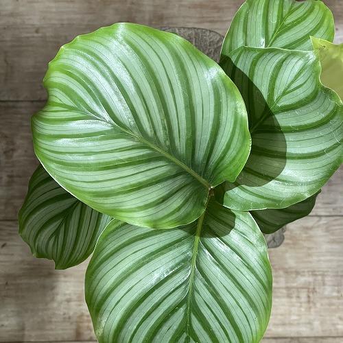カラテア オルビフォリア 4号鉢(個体おまかせ1鉢)※多少の葉傷みあり