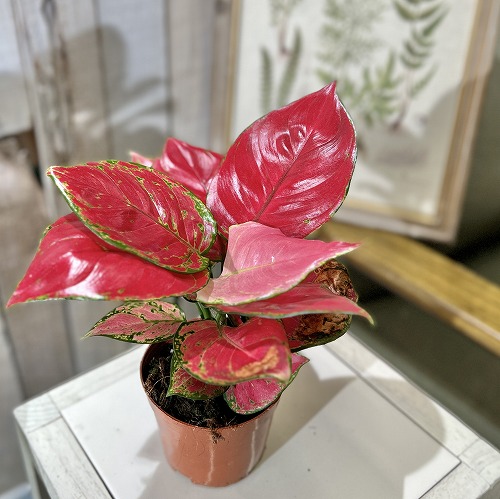 アグラオネマ ビューティー 赤み強め 3.5号硬質ポット｜芳樹園