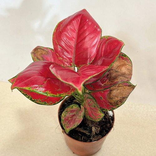 アグラオネマ専用 アグラオネマ専用 培養土 Aglaonema potting soil exchange in 6