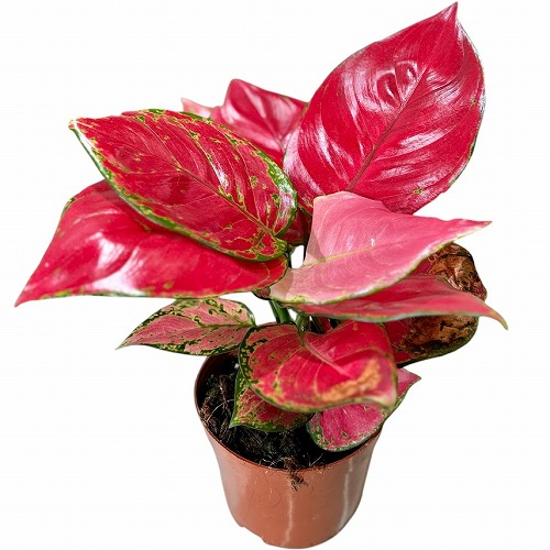 アグラオネマ アグラオネマ レッドサンダー 「Aglaonema Red Thunder」53E