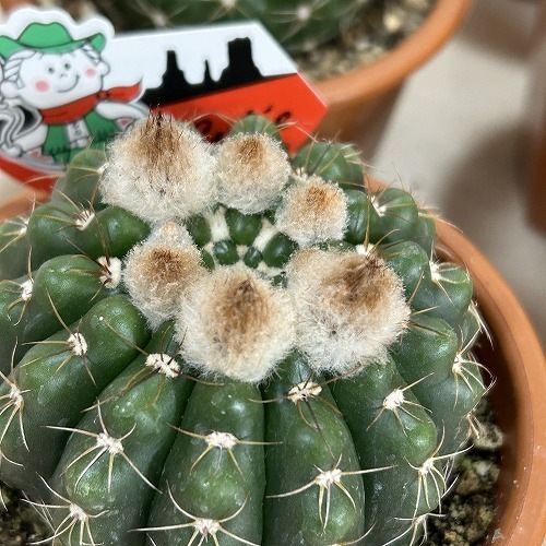 珍品】 実生斑入り 多肉植物 花サボテン 楽天市場】花 サボテン（観葉