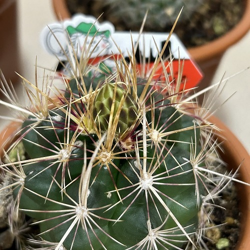 現在花無し】サボテン 3.5号｜芳樹園オンラインショップ