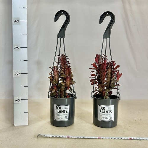 ユーフォルビア トリゴナ ルブラ 4号吊り鉢(底穴無し)｜芳樹園