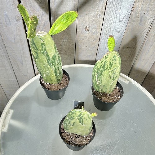 輸入苗 opuntia curivispinus オプンチア サボテン アガベ Amazon