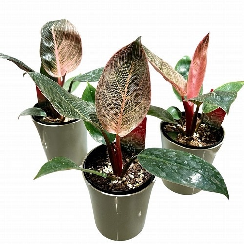 種類・用途,植物,観葉植物｜芳樹園オンラインショップ